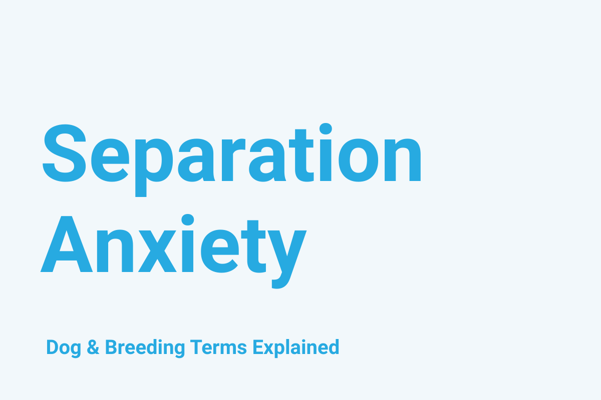 Separation Anxiety: Dog & Breeding Term Explained
