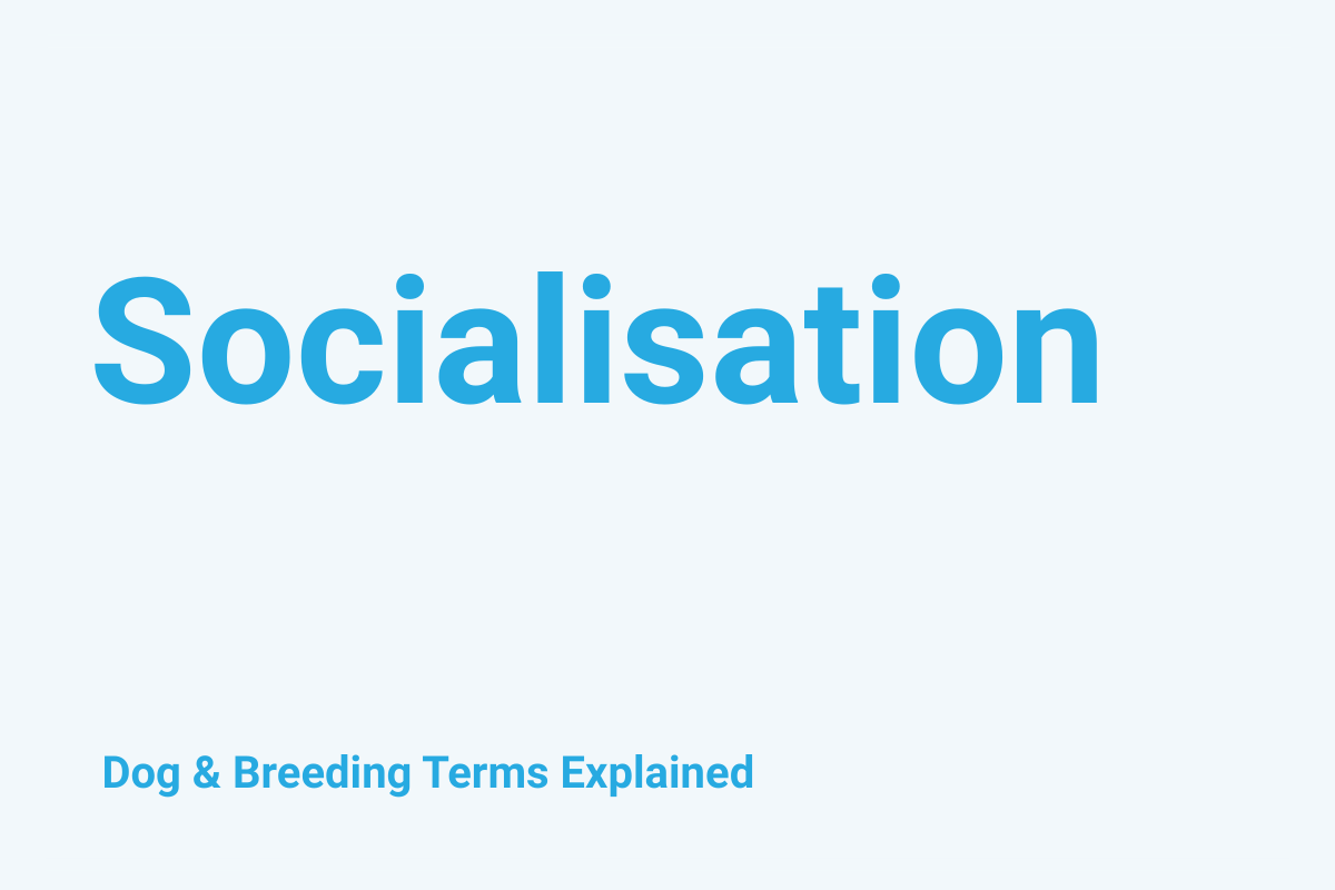 Socialisation: Dog & Breeding Term Explained