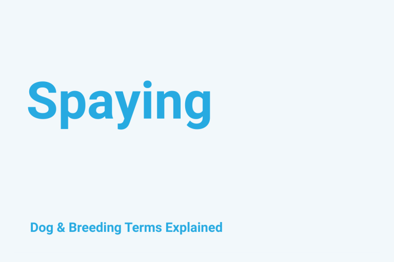 Spaying: Dog & Breeding Term Explained
