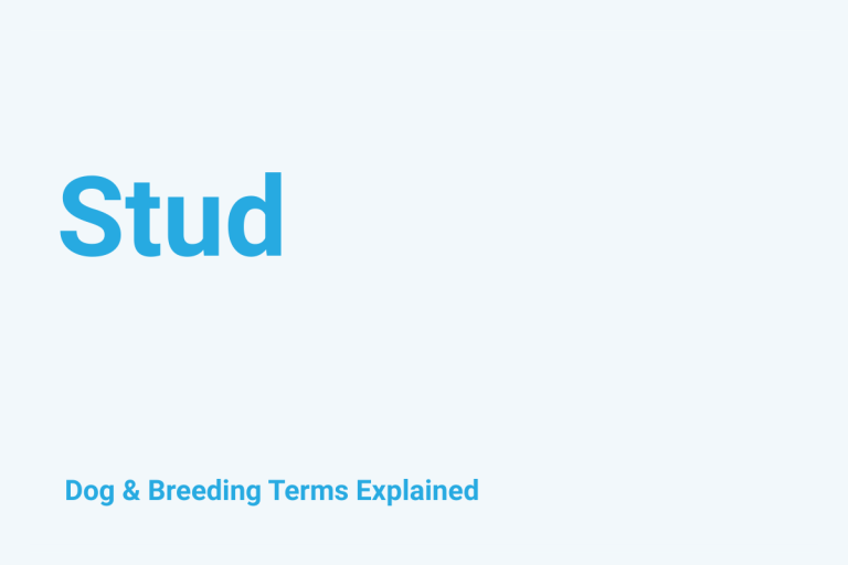 Stud: Dog & Breeding Term Explained