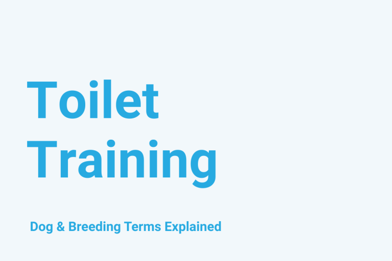Toilet Training: Dog & Breeding Term Explained