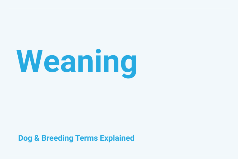Weaning: Dog & Breeding Term Explained