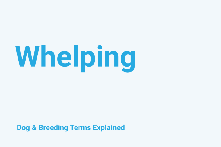 Whelping: Dog & Breeding Term Explained