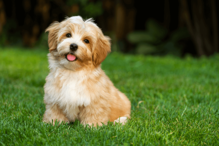 Cutest Dog Breeds That Will Steal Your Heart