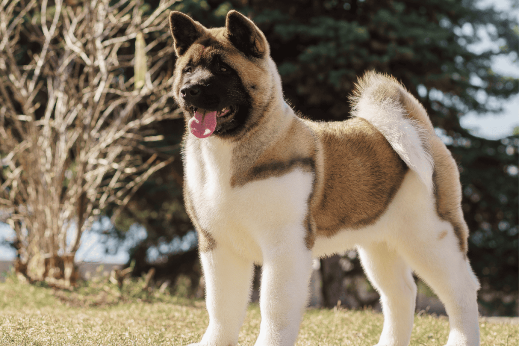 Akita Dog Breed