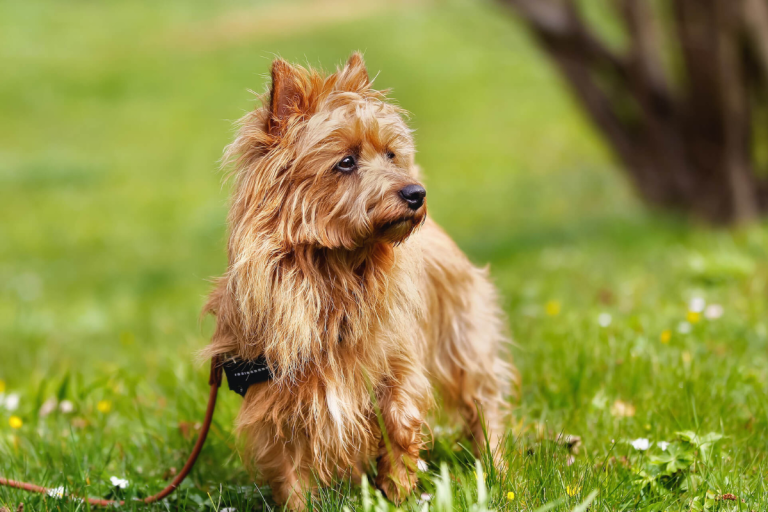How Much Does It Cost To Buy An Australian Terrier