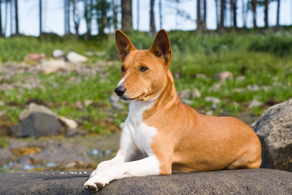 Basenji Dog