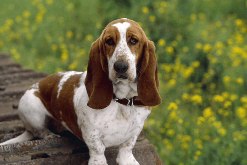 Basset Hound