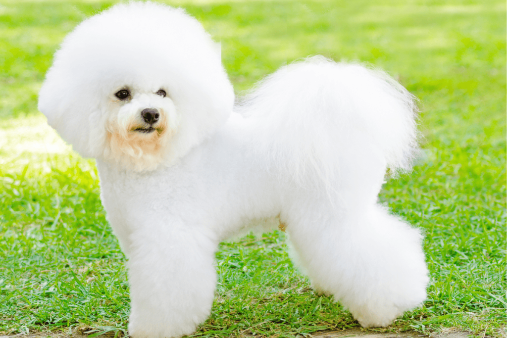 Bichon Frise
