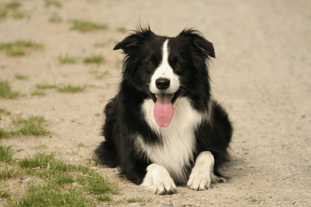 Border Collie