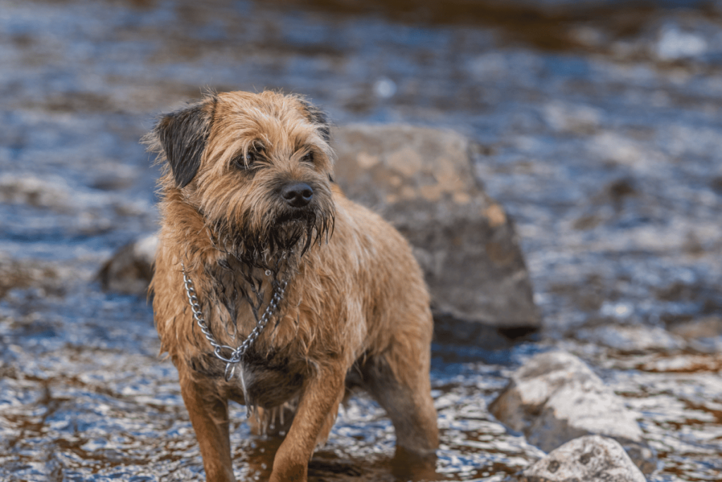 Border Terrier