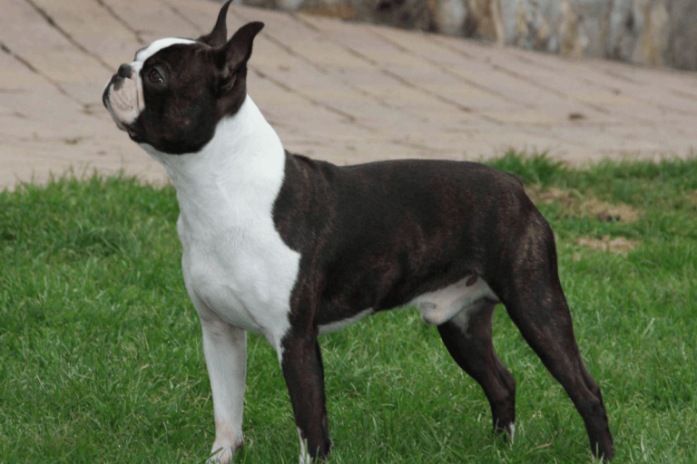 Top Stumpy Tail & Bobtail Dog Breeds in Australia