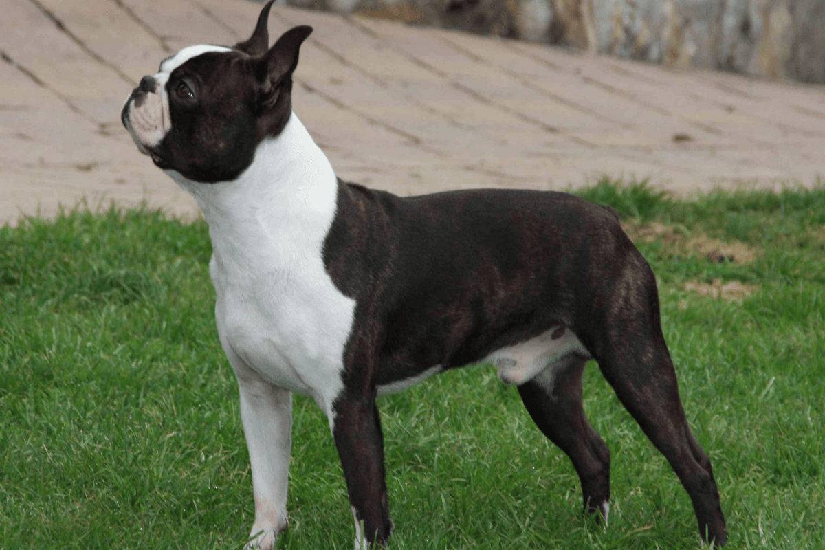 Top Stumpy Tail & Bobtail Dog Breeds in Australia