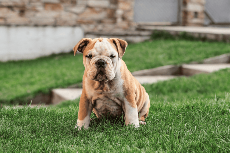 Top 10 Lazy Dog Breeds for Laid-Back Owners