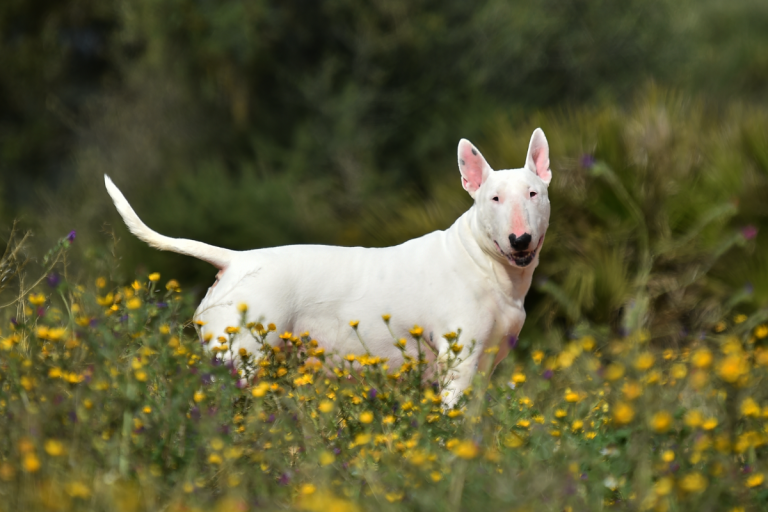 How Much Does It Cost To Buy A Bull Terrier