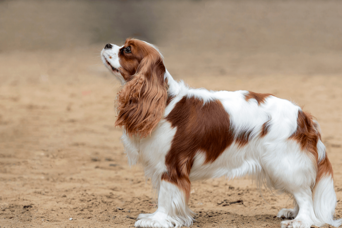 Cavalier King Charles Spaniel