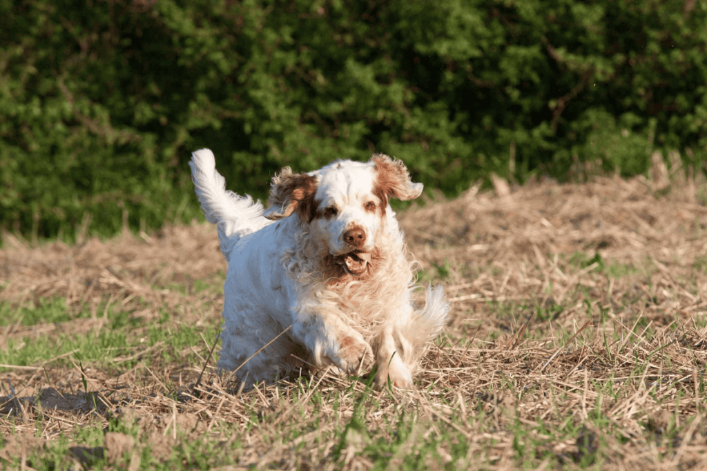 Clumber Spaniel
