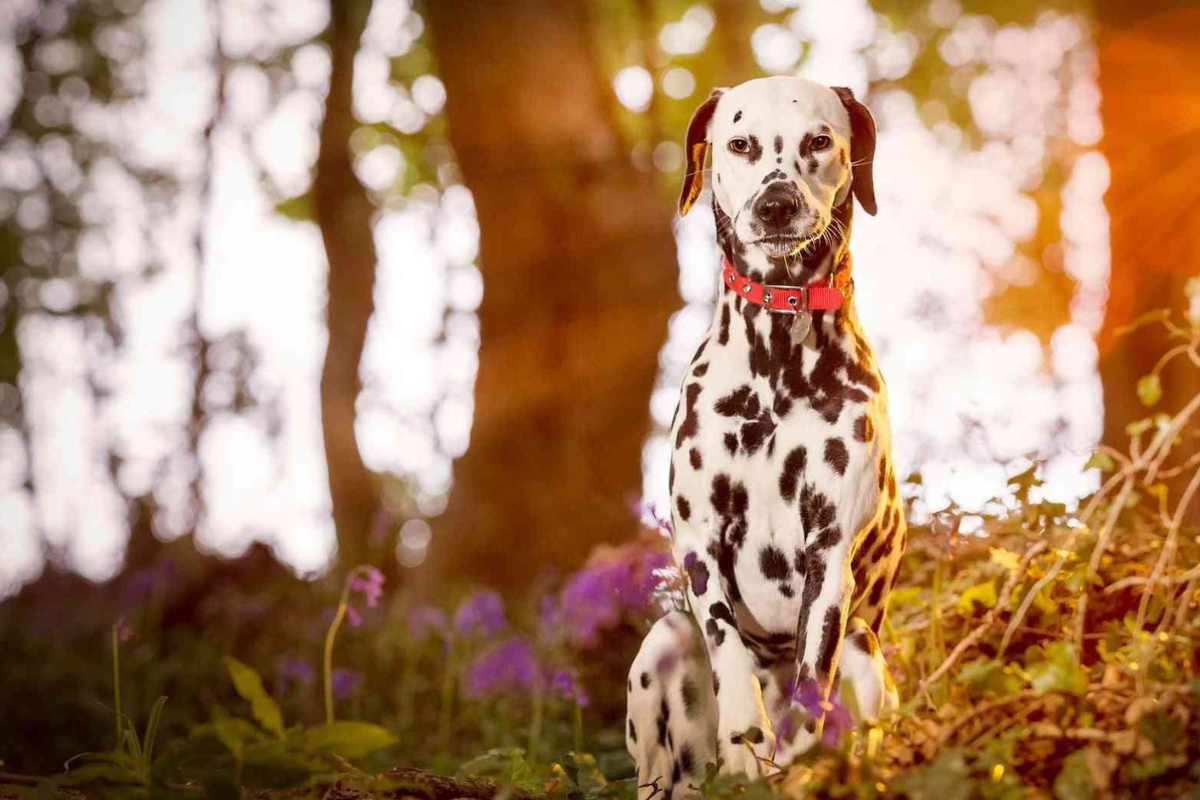 Dalmatian