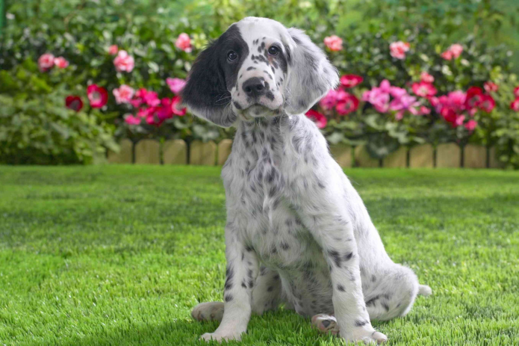English Setter