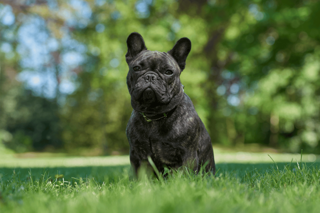 French Bulldog