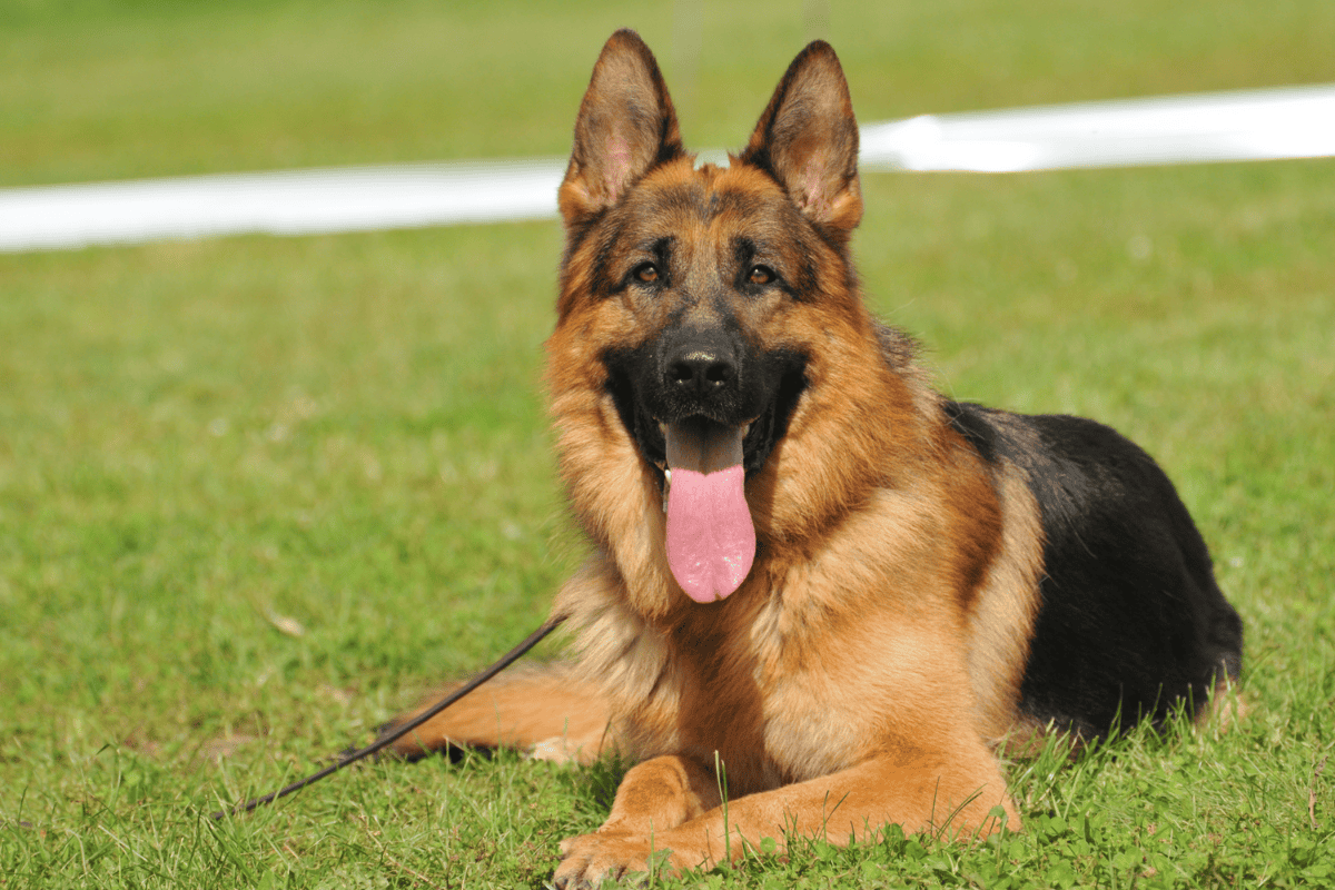 10 Most Loyal Dog Breeds in Australia