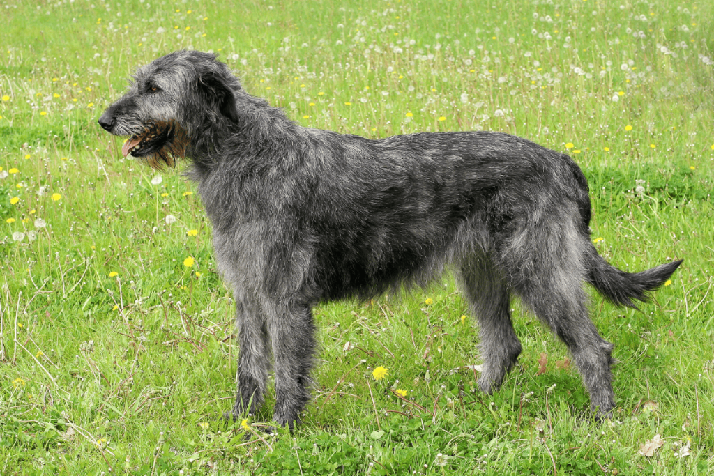Irish Wolfhound