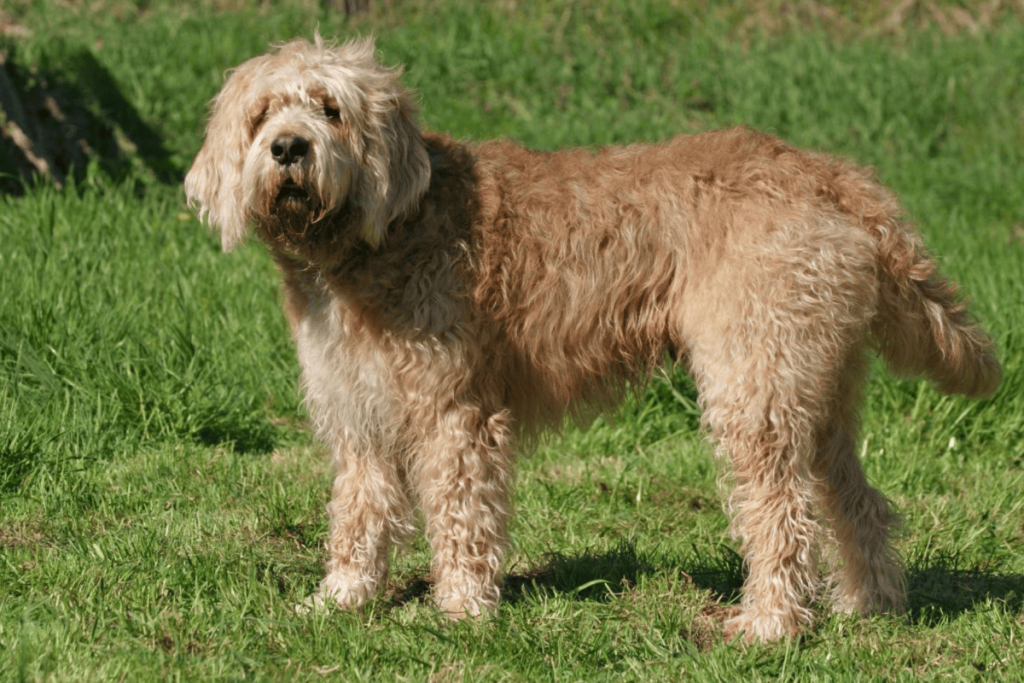 Otterhound