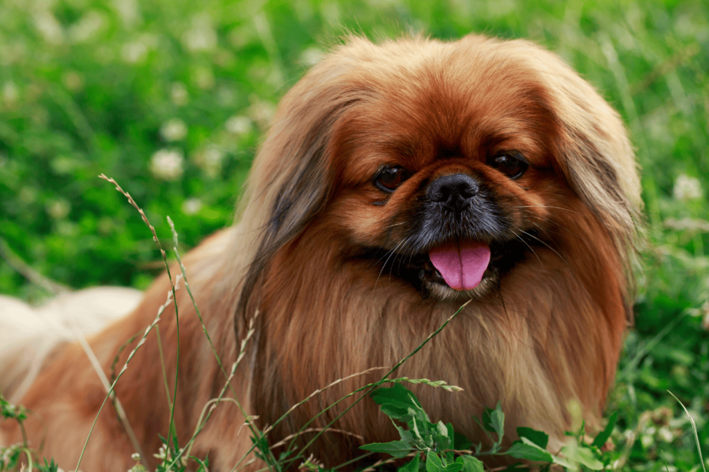 Pekingese