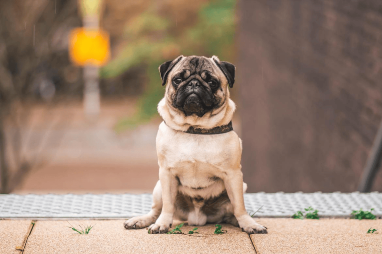 Top Flat-Faced Dog Breeds in Australia