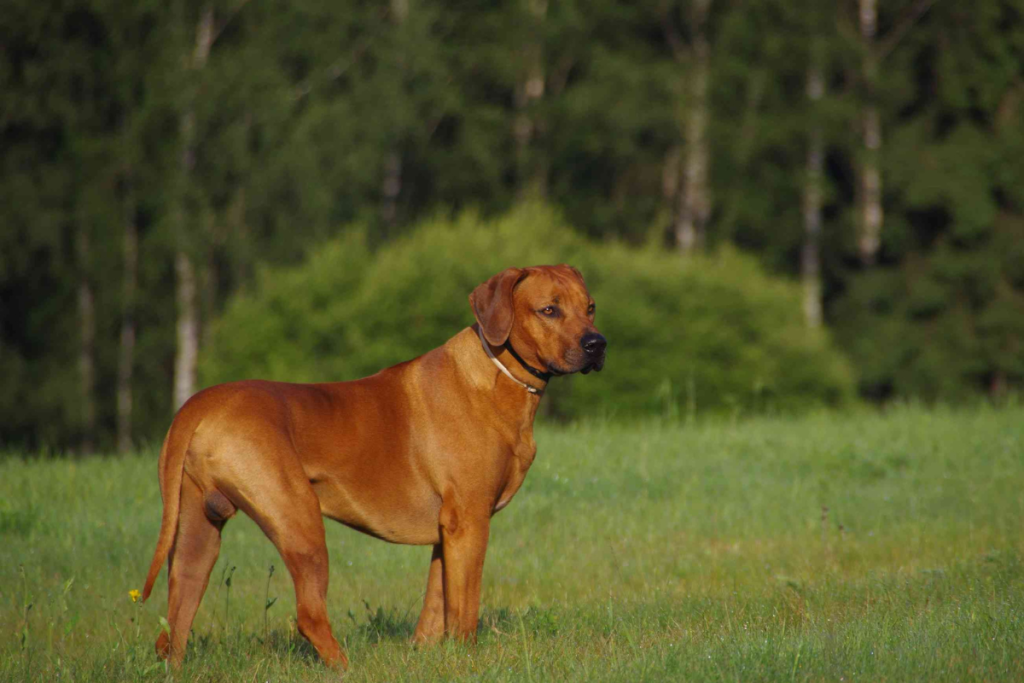 Rhodesian Ridgeback