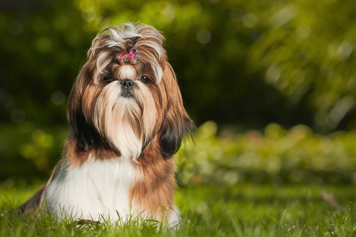 5 Best Companion Dog Breeds for Every Lifestyle