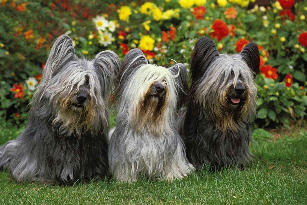 Skye Terrier