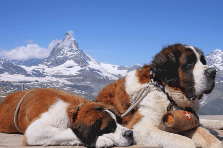 Top Snow Dog Breeds for Cold Weather Climates