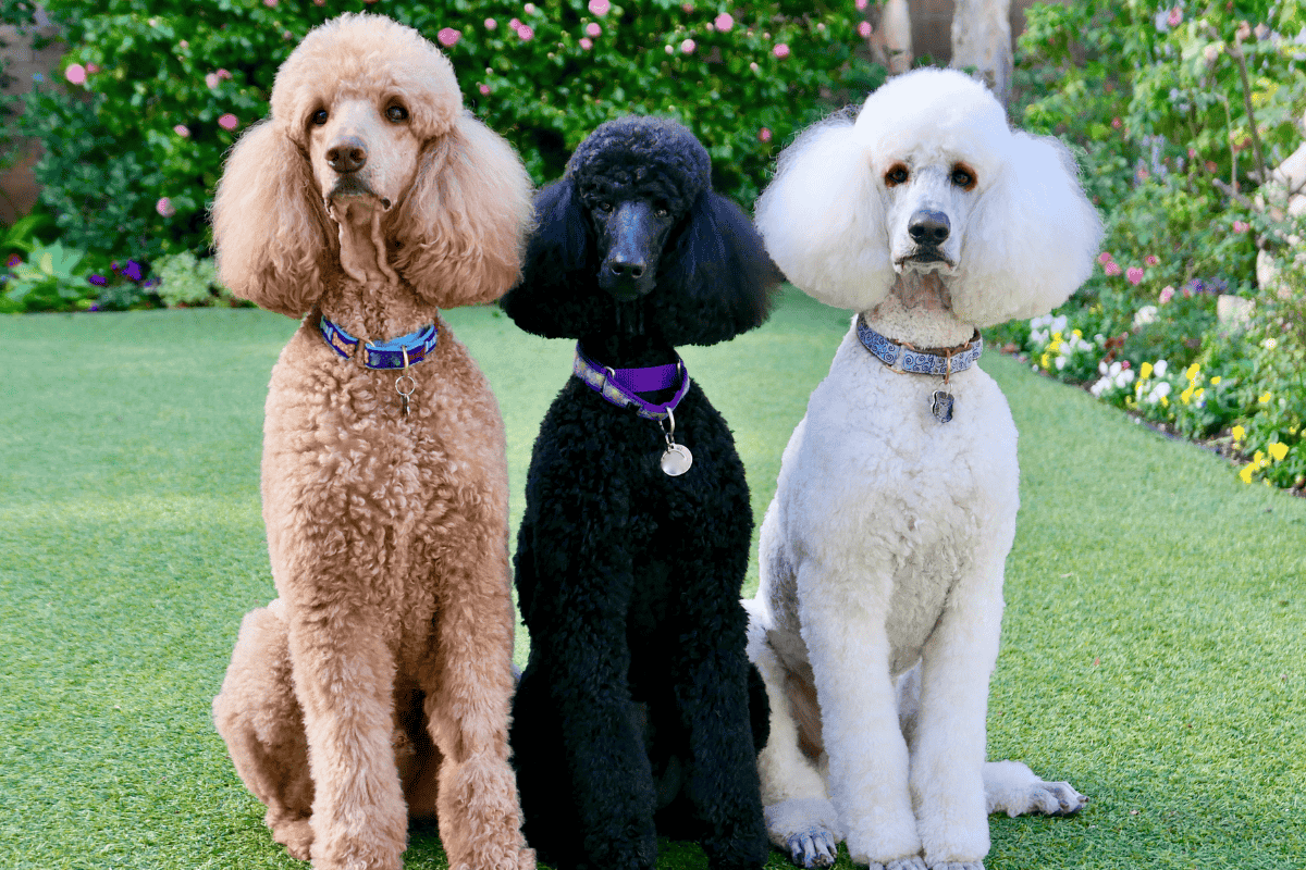10 Best Therapy Dog Breeds in Australia