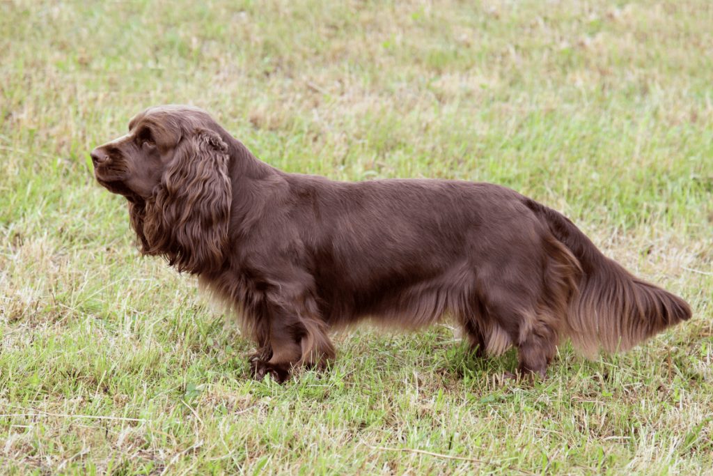 Sussex Spaniel
