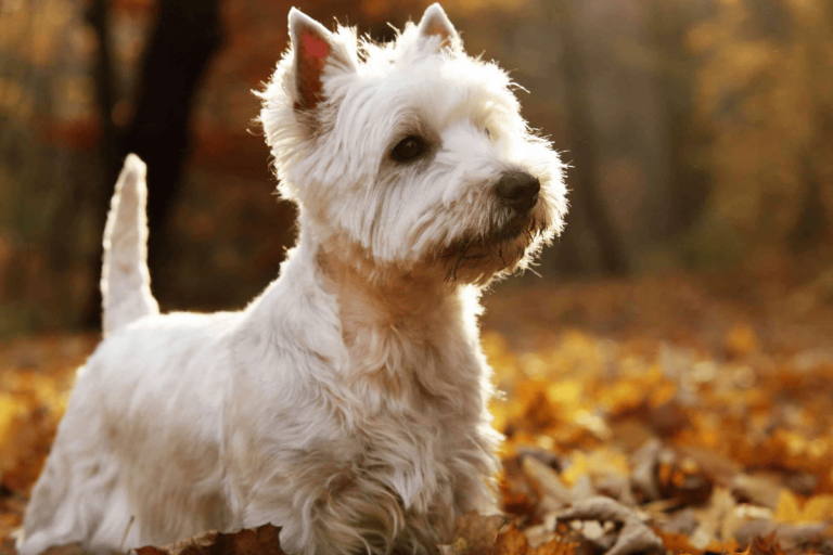How Much Does It Cost To Buy A West Highland White Terrier