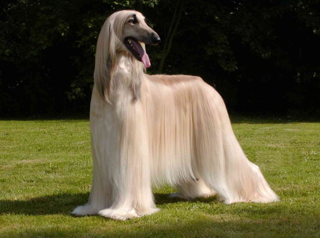 afghan hound dog