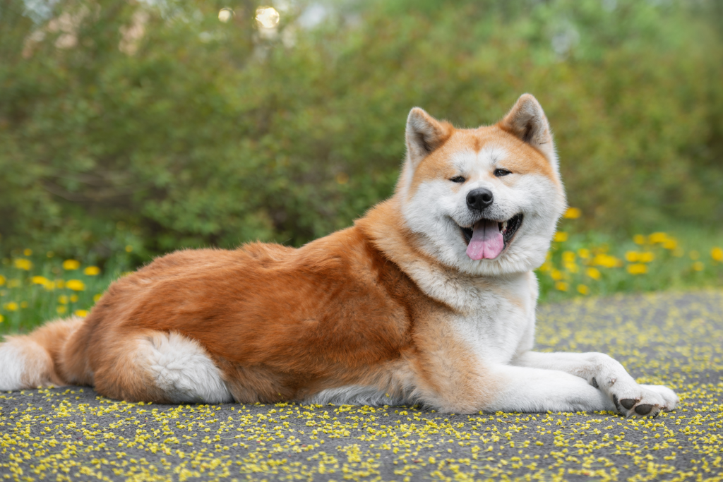 Japanese Akita Inu