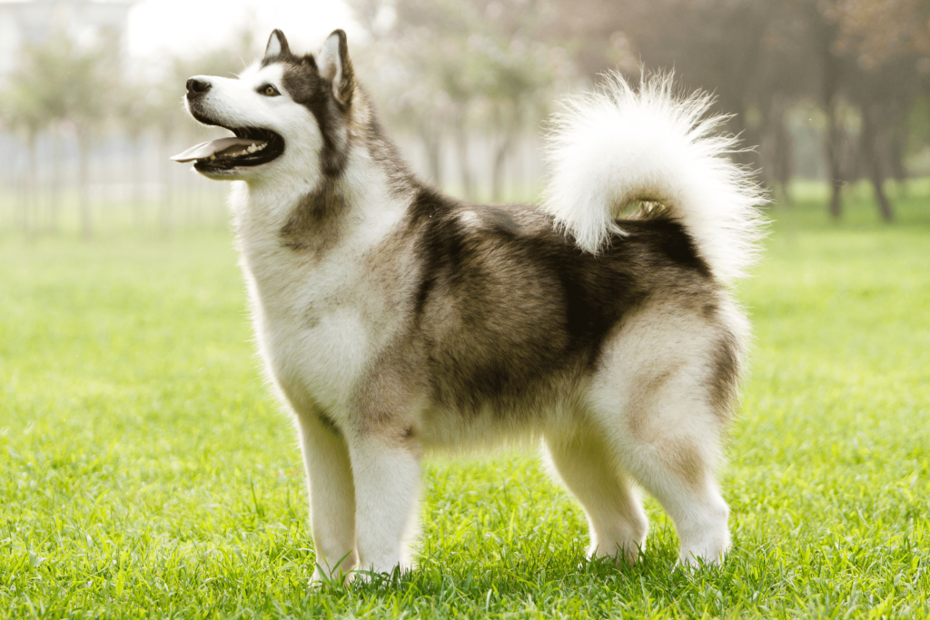 Alaskan Malamute Dog