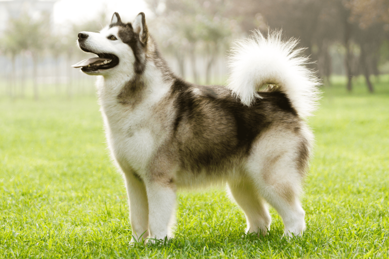 How Much Does It Cost To Buy an Alaskan Malamute