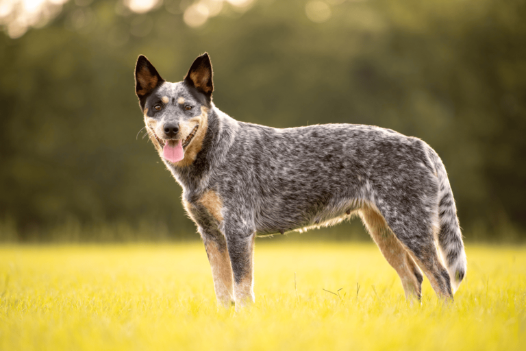 Herding Dog Breeds: The Smart & Driven Canine Workers