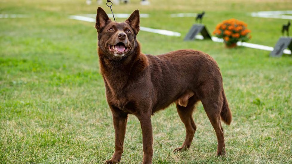 Australian Kelpie