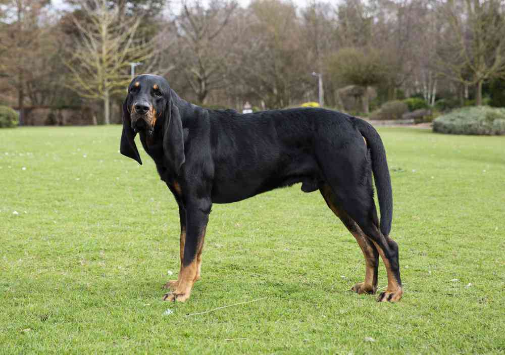 Black and Tan Coonhound
