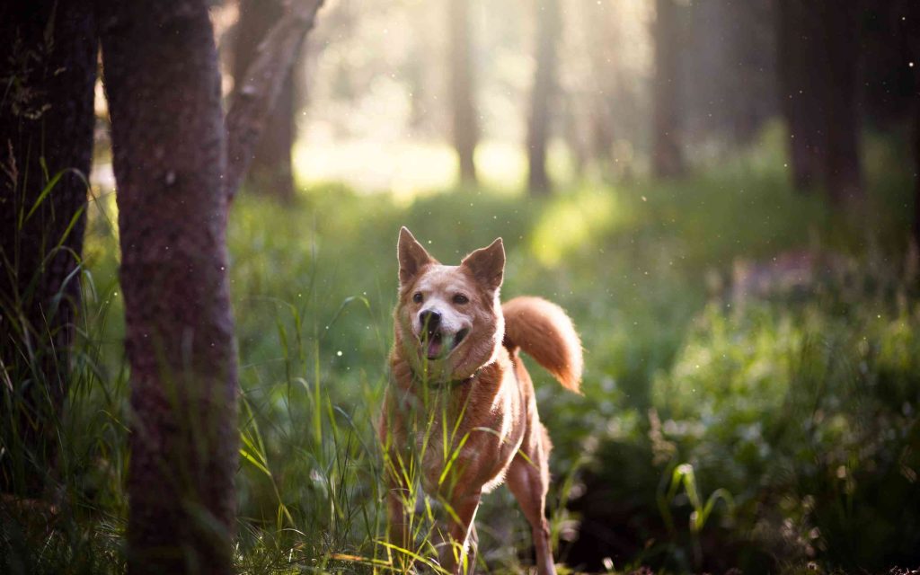 Finnish Spitz