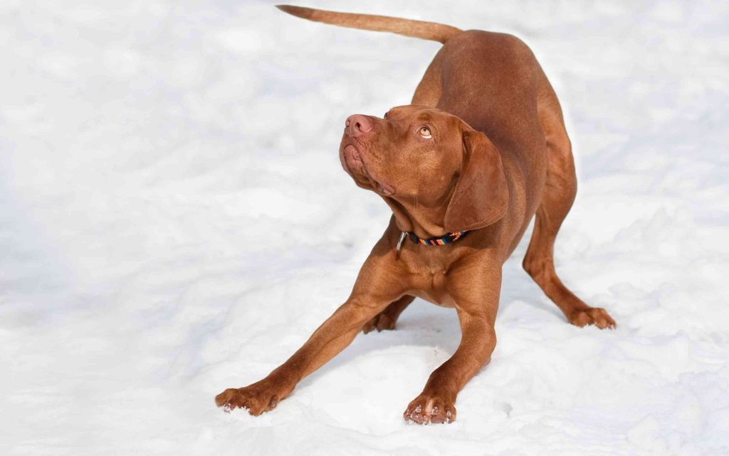 hungarian vizsla
