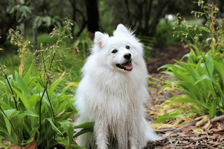 Spitz Dog Breeds: Pointy Featured and Double-Coated Beauties