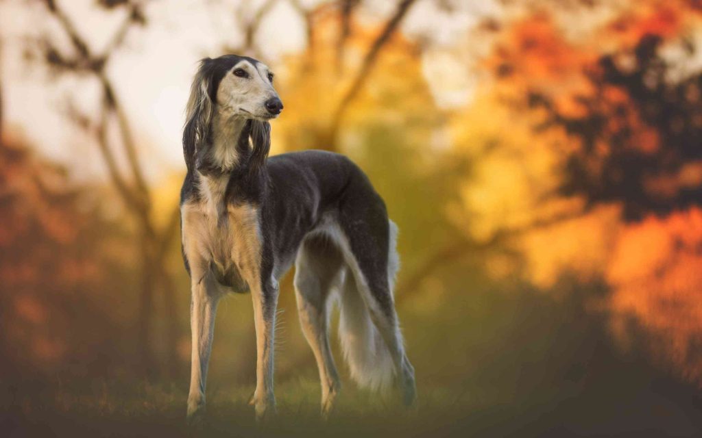 Saluki Dog Breed