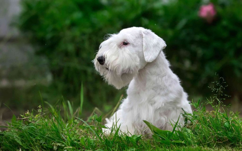 Sealyham Terrier