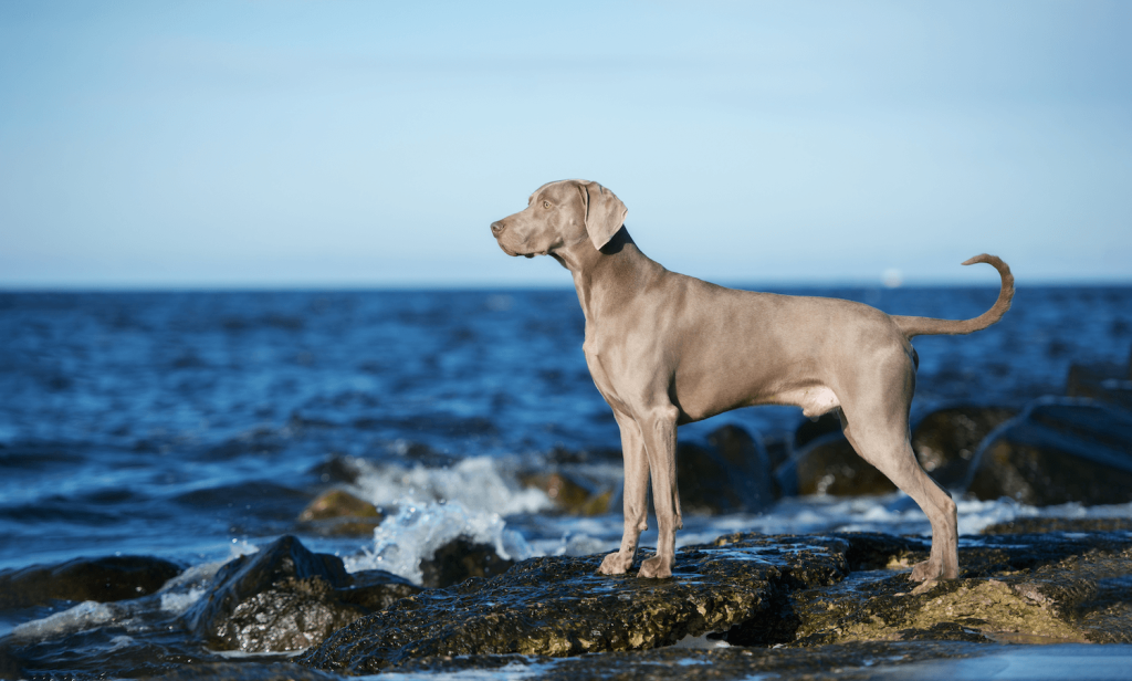 Weimaraner