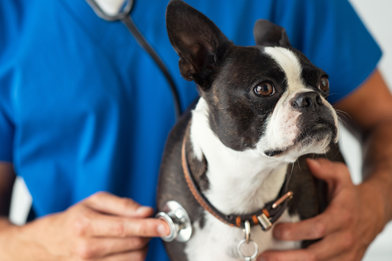 How Much Does a Vet Visit Cost in Australia